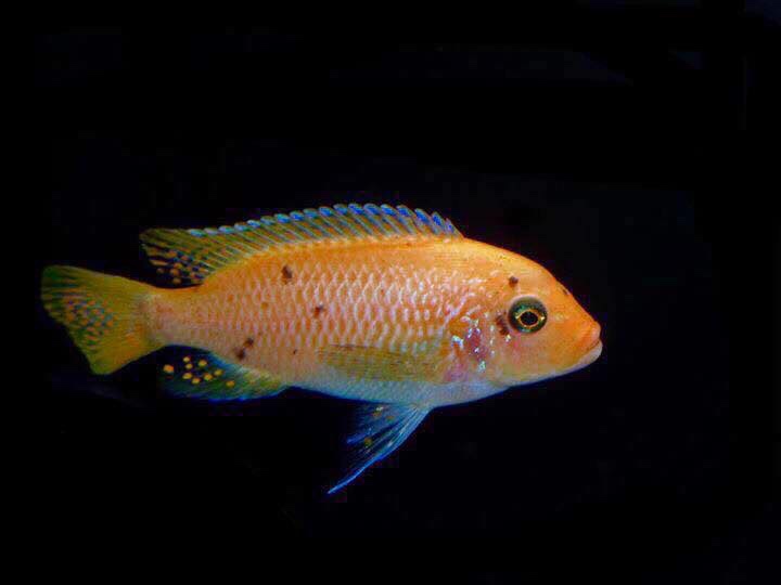 Maylandia mbenjii 'Mbenji Island'